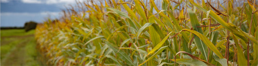 Spring Crop Establishment: Why Dry Seedbeds Are Creating Uneven Emergence